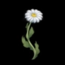 Обкладинка: Цветы