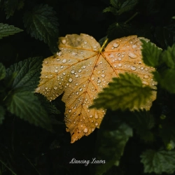 Обкладинка: Dancing Leaves