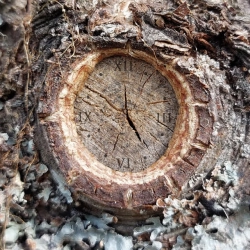 Обкладинка: Joik of Timelessness