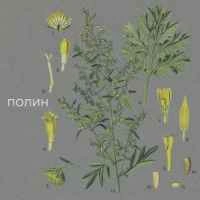 Обкладинка: Полин